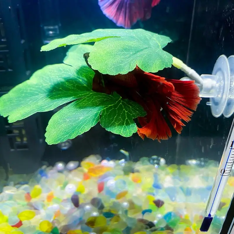 Planted Aquarium Betta - Betta folha de peixe rede aquário