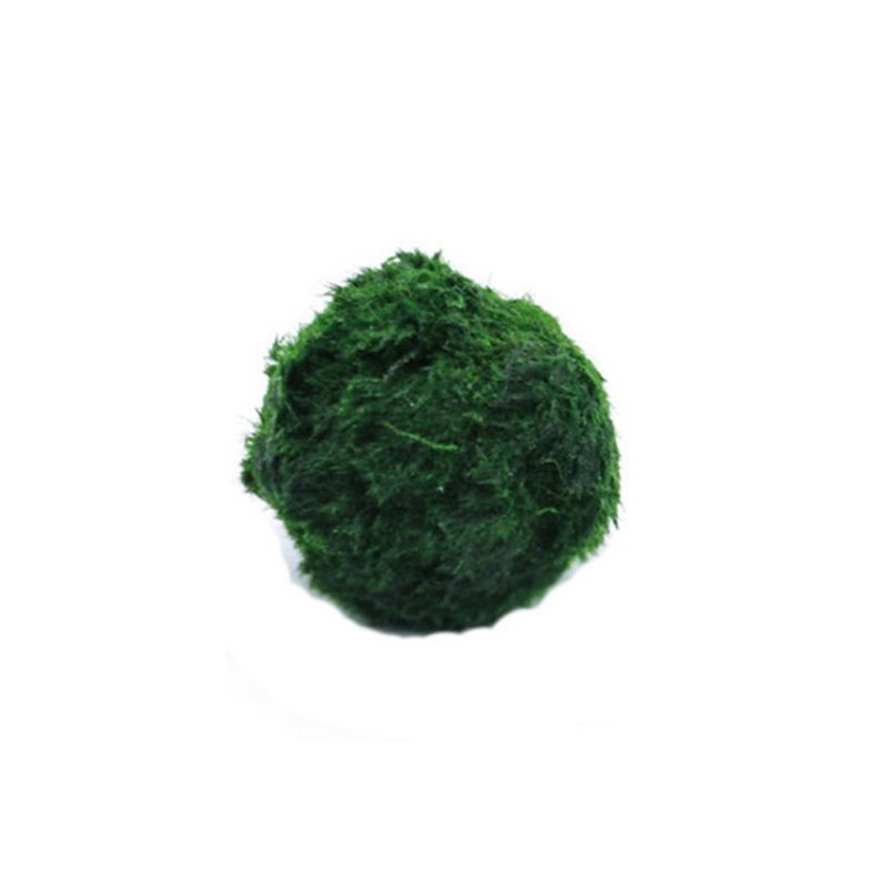 Aquarium Plant Live - Marimo musgo bolas ao vivo aquário