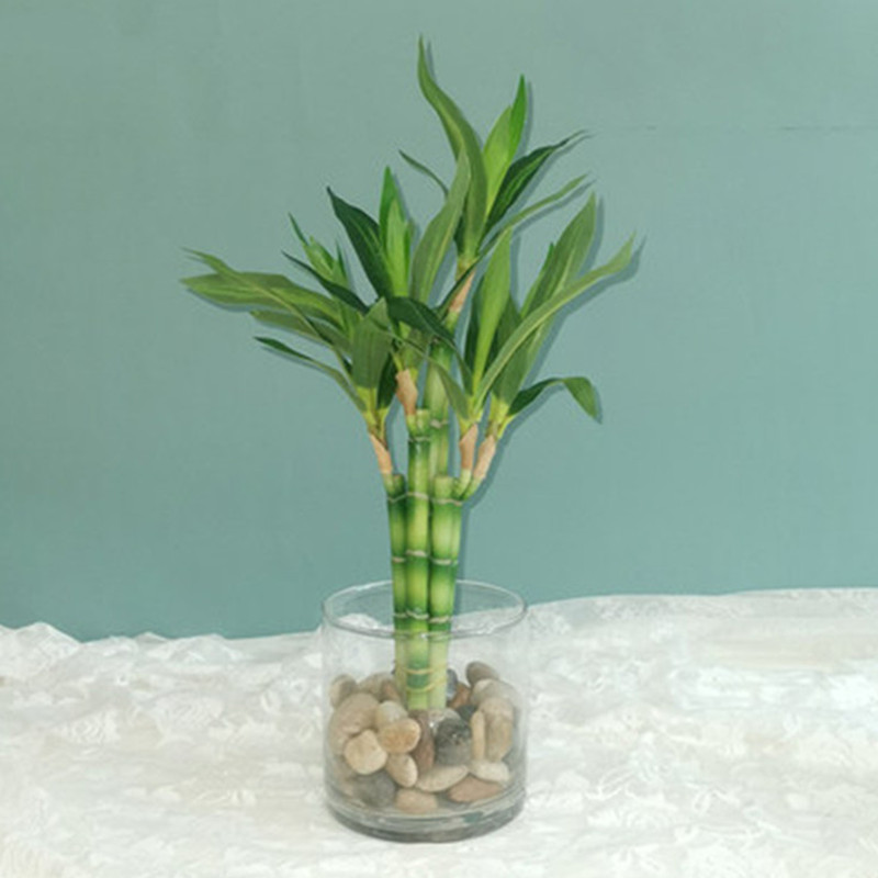 Novo 40cm rftificial sorte bam - Aquarium Plants Book avaliação e preço