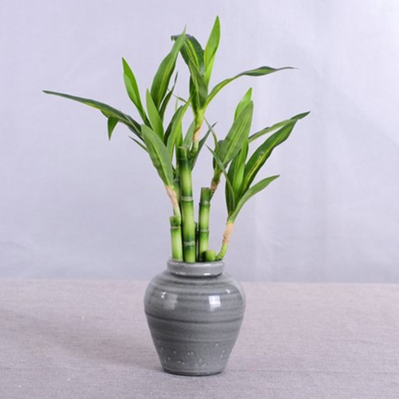 Novo 40cm rftificial sorte bam - Aquarium Plants Book avaliação e preço