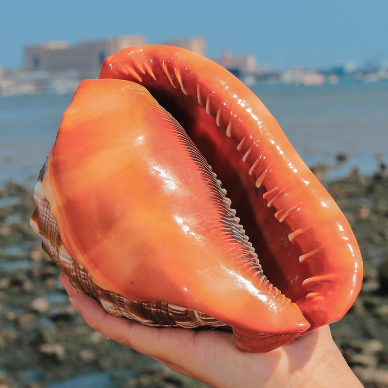 Natural Orange Sea Shells, Car - Aquarium Planting Ideas avaliação e preço