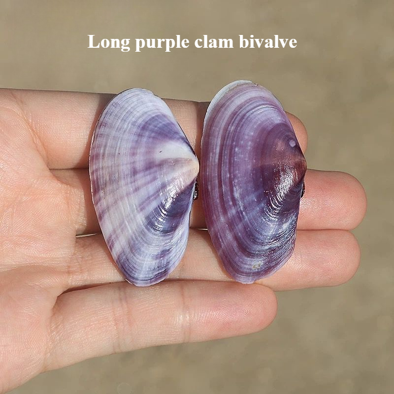 Longo molusco roxo concha natu - Aquarium Planting Ideas avaliação e preço