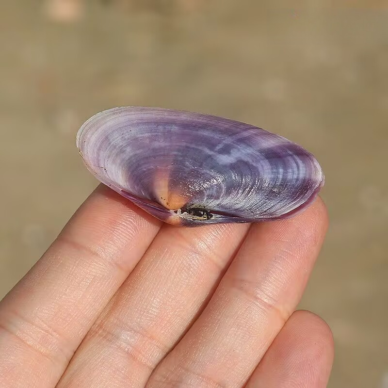 Longo molusco roxo concha natu - Aquarium Planting Ideas avaliação e preço