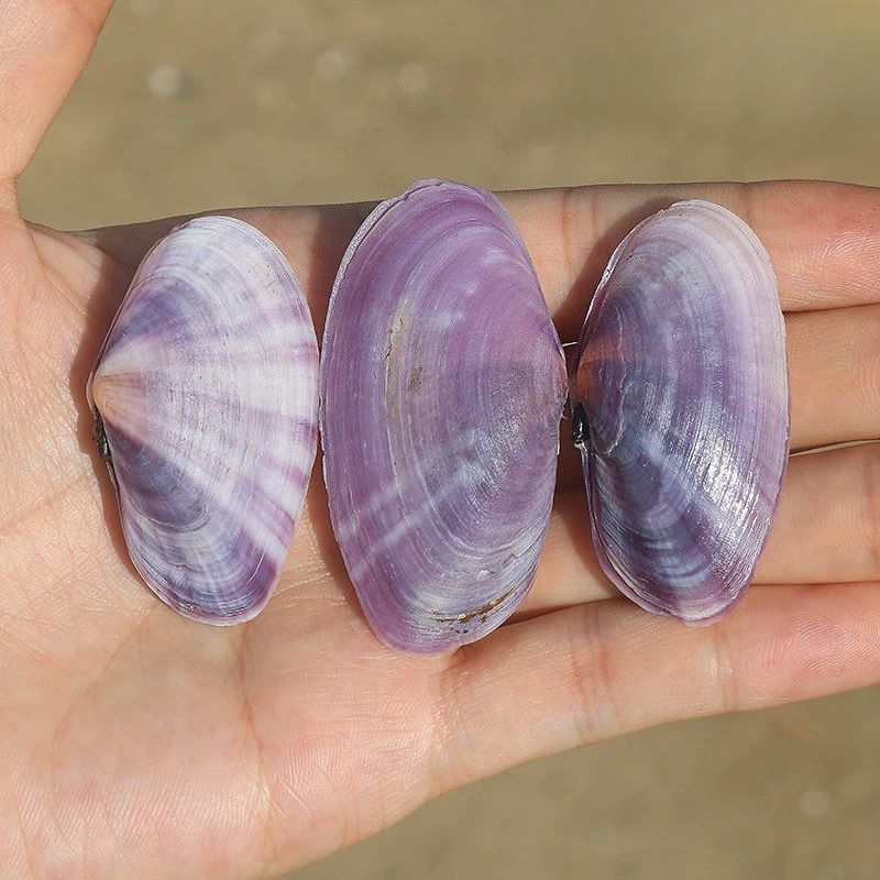 Longo molusco roxo concha natu - Aquarium Planting Ideas avaliação e preço