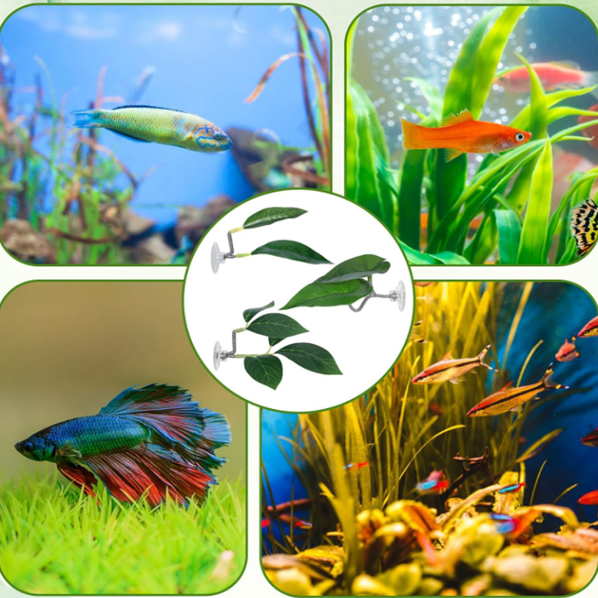 1 Rede de Descanso para Peixe  - Planted Aquarium Betta avaliação e preço