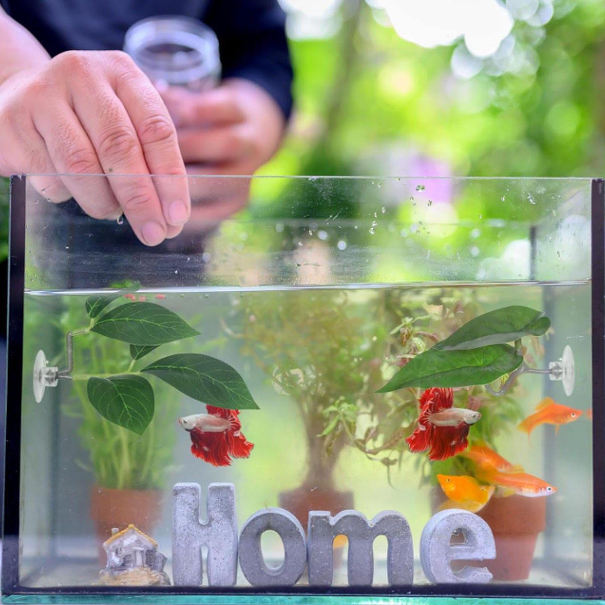1 Rede de Descanso para Peixe  - Planted Aquarium Betta avaliação e preço