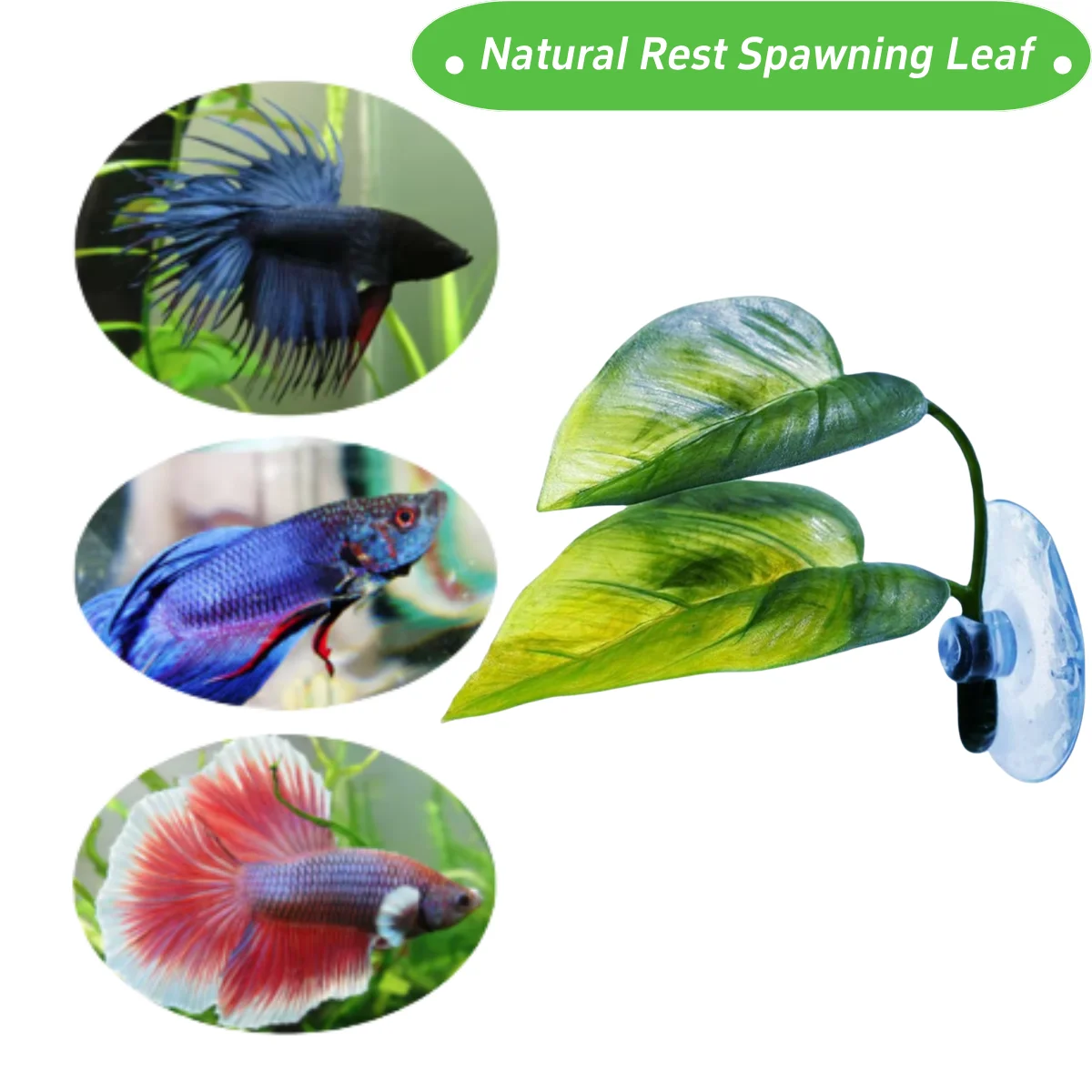 Animais de estimação decoração - Planted Aquarium Betta avaliação e preço