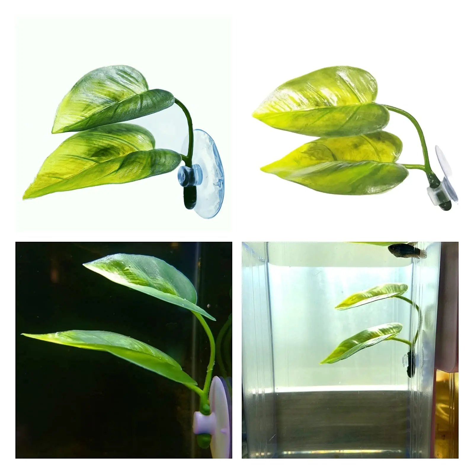 Animais de estimação decoração - Planted Aquarium Betta avaliação e preço