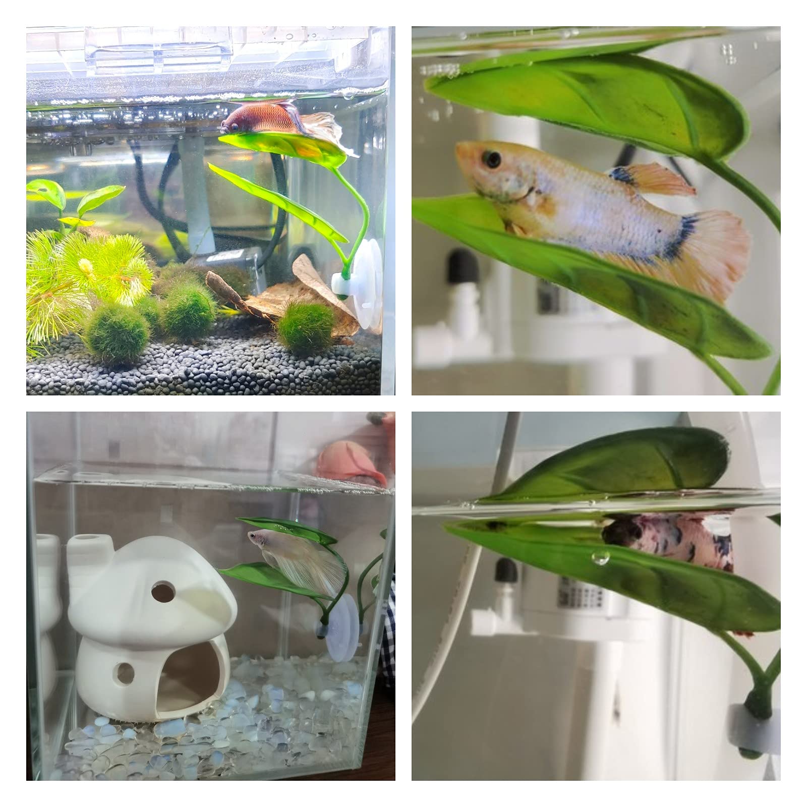 Animais de estimação decoração - Planted Aquarium Betta avaliação e preço