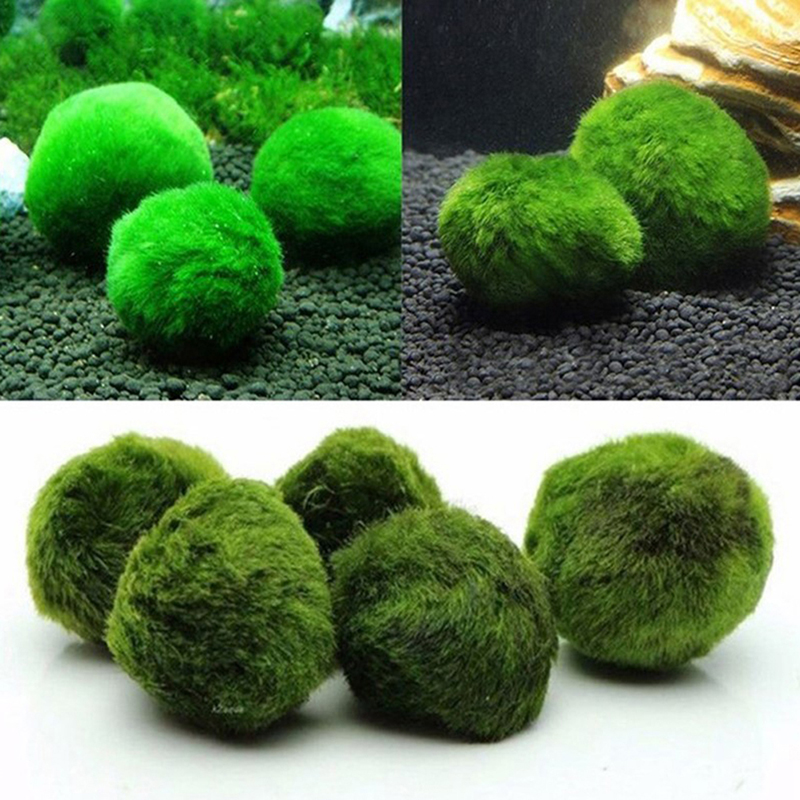 Marimo musgo bolas ao vivo aqu - Aquarium Plant Live avaliação e preço
