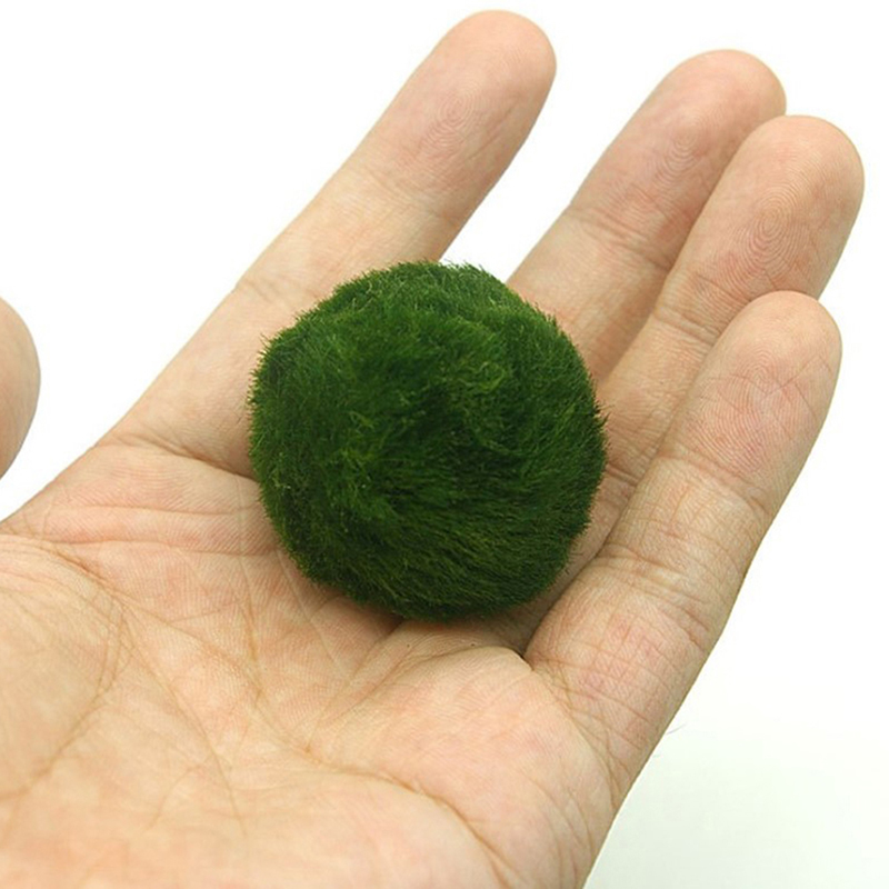 Marimo musgo bolas ao vivo aqu - Aquarium Plant Live avaliação e preço