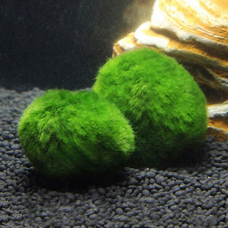 Marimo musgo bolas ao vivo aqu - Aquarium Plant Live avaliação e preço