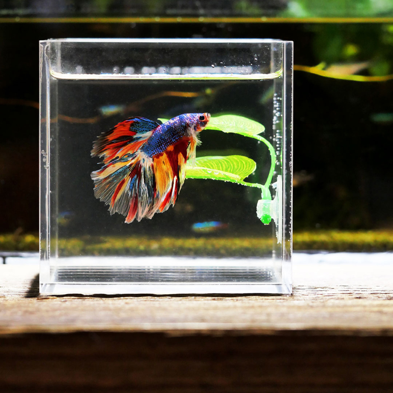 Decoração de Folhas Artificiai - Planted Aquarium Betta avaliação e preço